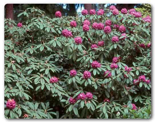  Sikkim State tree, Rhododendron, Rhododendron niveum